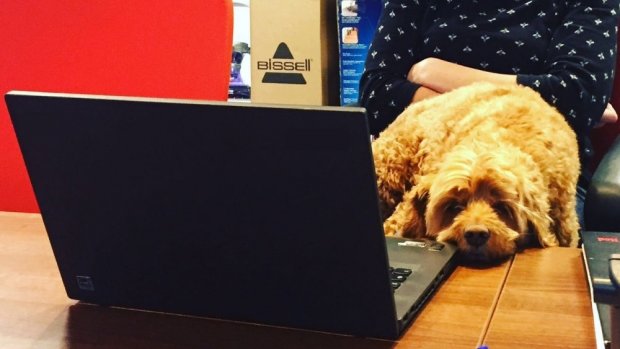 Take your dog to work (every) day at BISSELL